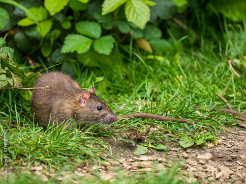 A Brown Rat Feeding on the Ground