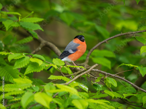 A Male Bullfinch Perched on a Branch