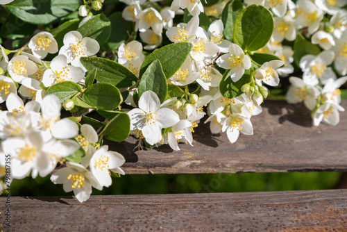 blooming jasmine in the garden in spring