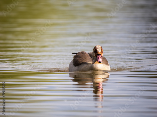 An Egyptian Goose Swimming on a Lake photo