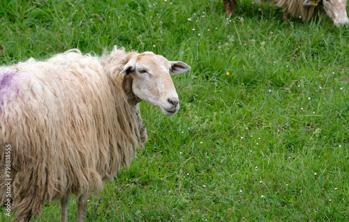 Sheep with long fur on a green field