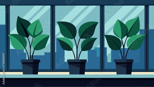 A row of Rubber Plants on a windowsill their glossy dark leaves absorbing harmful chemicals and improving the air in the room