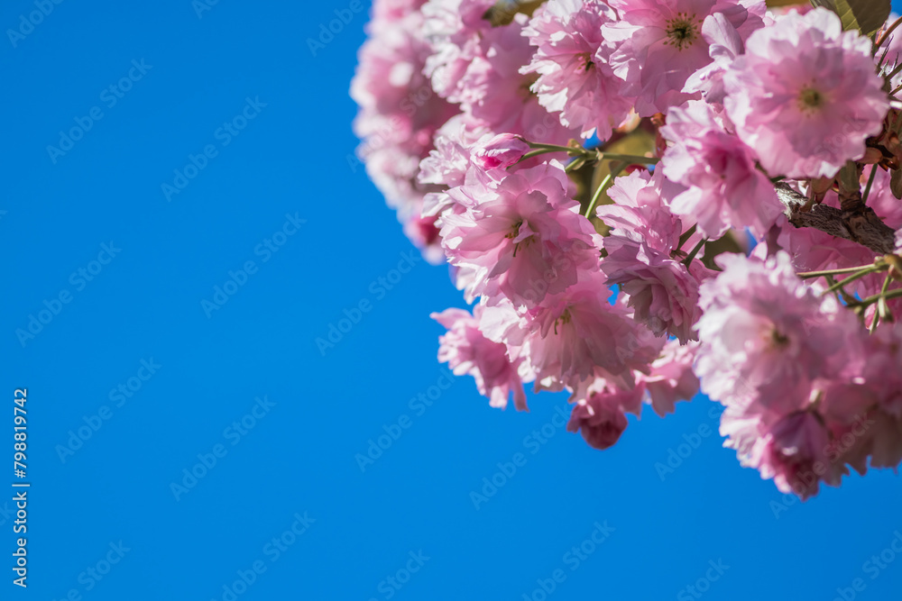 Obraz premium Velvet sakura flowers on a branch against a blue sky. Sakura flowers close up on a tree branch. Spring banner, branches of cherry blossoms against the blue sky in nature outdoors.