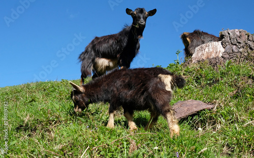 Two goats with dark fur on a grass field on a sunny day