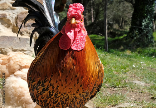 Close-up of a rooster outdoor on a rural farm