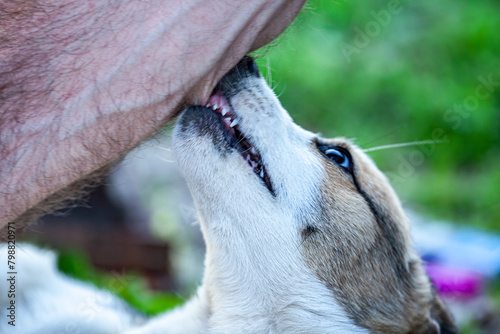 picture of a dog biting a man's hand.