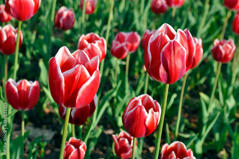 Flowerbed with beautiful red tulips in a city park.