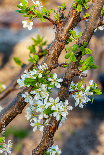 Blooming plum tree blossoms in sunlight on springtime. White spring flowers on dark background