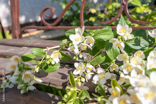 blooming jasmine in the garden in spring