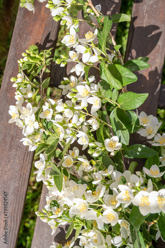 blooming jasmine in the garden in spring