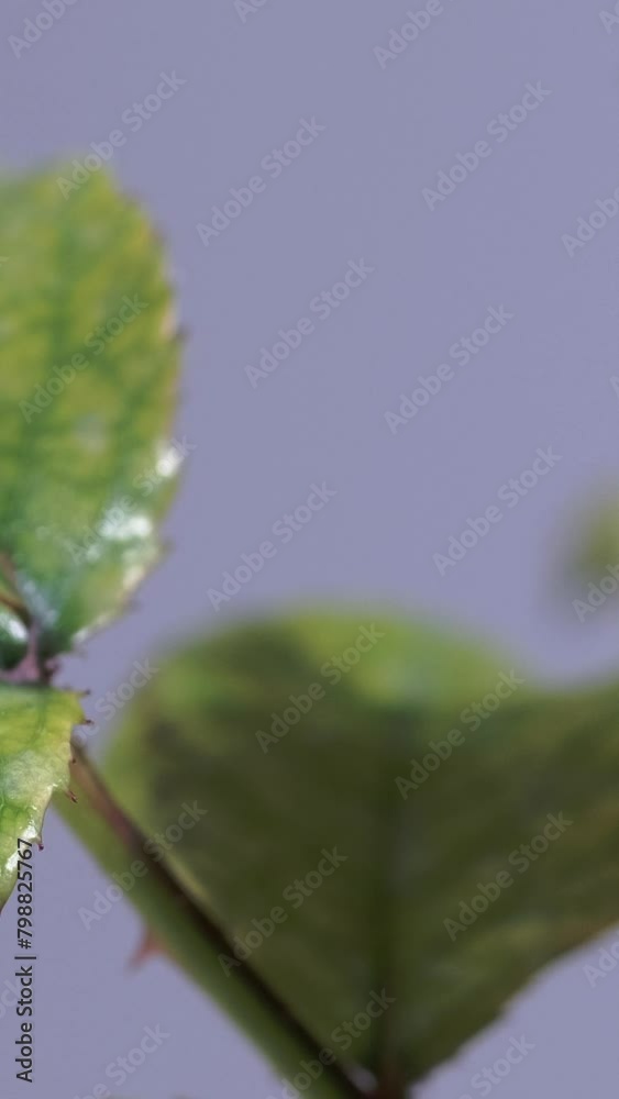 Video verticale, bocciolo di rosa rossa, fioritura di primavera Video verticale, bocciolo di rosa rossa, fioritura di primavera