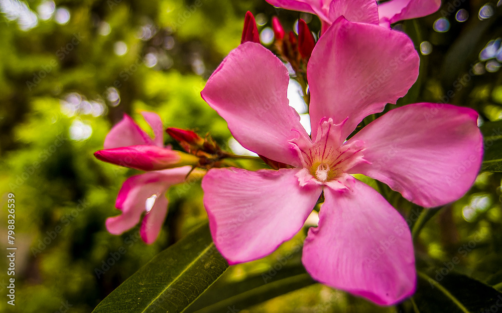 Bright pink oleander flowers closeup. Light and strong bokeh form bubbles in the natural background with some space for text and logo.