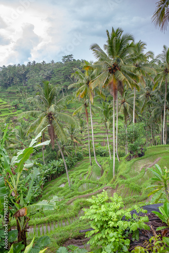 De Tegalalang rijstterrassen is een vallei van rijstvelden  gelegen ten noorden van Ubud 