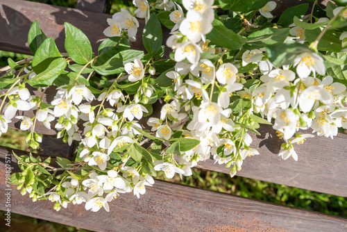 blooming jasmine in the garden in spring
