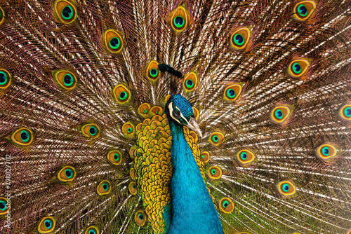 A beautiful Peacock closeup with its Feathers open