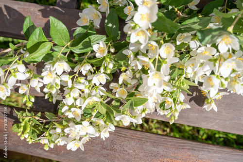 blooming jasmine in the garden in spring