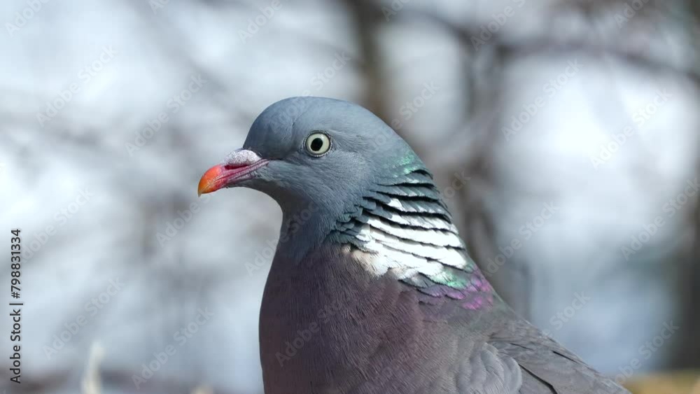 common wood pigeon on ground portrait close side view Columba palumbus natural world norway common wood pigeon on ground portrait close side view Columba palumbus natural world norway