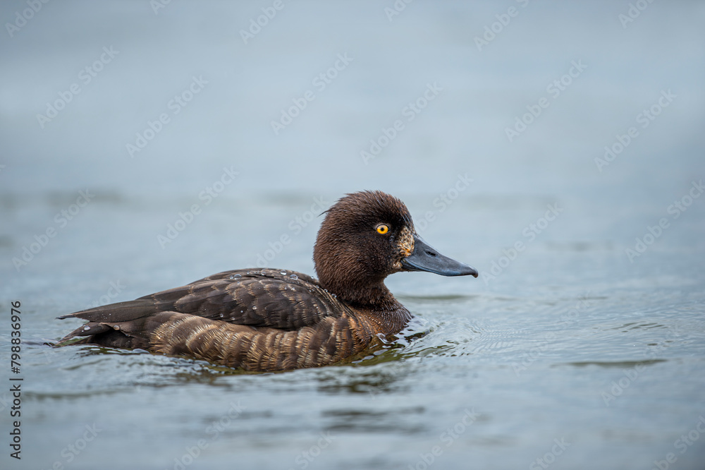 Tufted duck tooth swimming on the pond. Cute brown diving water bird. Bird in wildlife. Tufted duck tooth swimming on the pond. Cute brown diving water bird. Bird in wildlife.