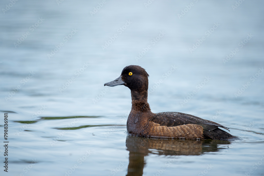 Tufted duck tooth swimming on the pond. Cute brown diving water bird. Bird in wildlife. Tufted duck tooth swimming on the pond. Cute brown diving water bird. Bird in wildlife.
