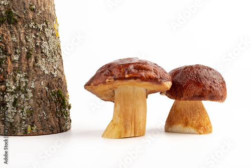 Bay bolete. Edible mushrooms (Boletus badius) isolated on white background with clipping path. Package design element. Wild forest mushrooms