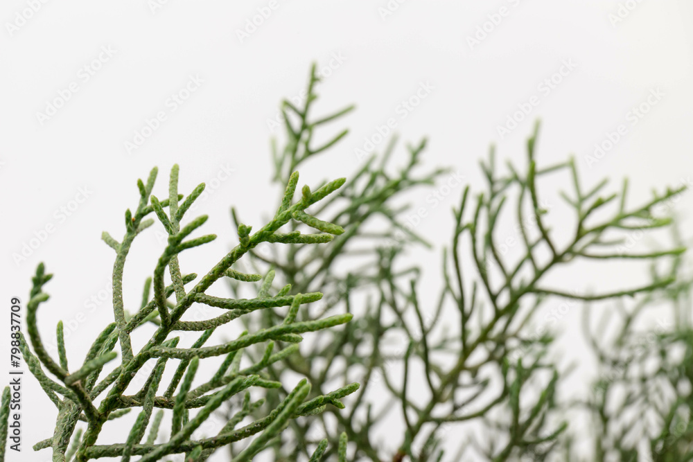 Branch of green thuja on a white background Branch of green thuja on a white background