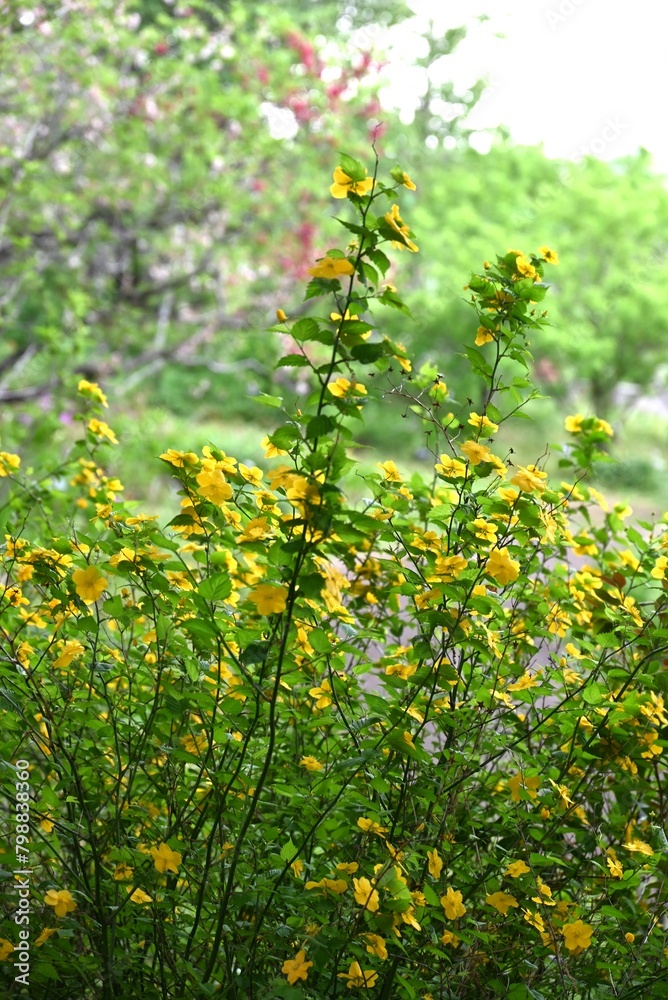 Japanese kerria ( Kerria japonica ) flowers. Rosaceae deciduous shrub. Yellow flowers bloom from April to May.