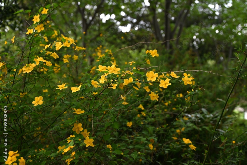 Japanese kerria ( Kerria japonica ) flowers. Rosaceae deciduous shrub. Yellow flowers bloom from April to May. Japanese kerria ( Kerria japonica ) flowers. Rosaceae deciduous shrub. Yellow flowers bloom from April to May.