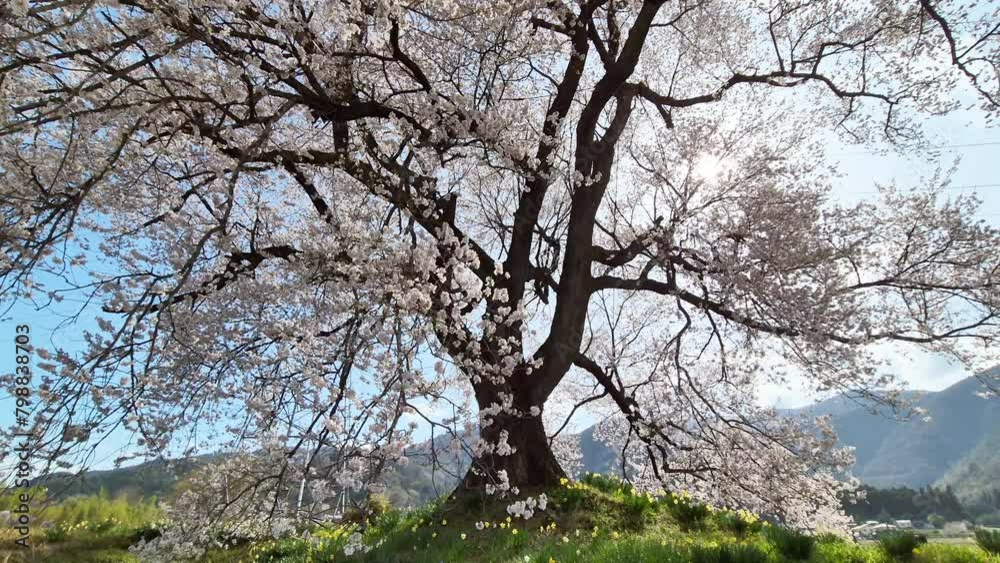Wanitsuka no Sakura A large 330 year old cherry tree with a view of the mountains and Mount Fuji behind in Yamanashi, Japan. Wanitsuka no Sakura A large 330 year old cherry tree with a view of the mountains and Mount Fuji behind in Yamanashi, Japan.