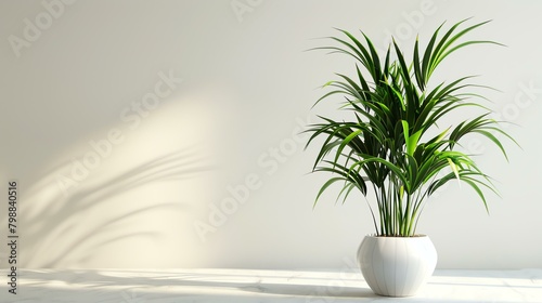 A beautiful shot of a potted plant sitting in front of a white wall. The plant has long green leaves and is sitting in a white pot.