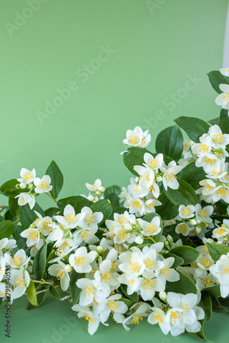 blooming jasmine in the garden in spring