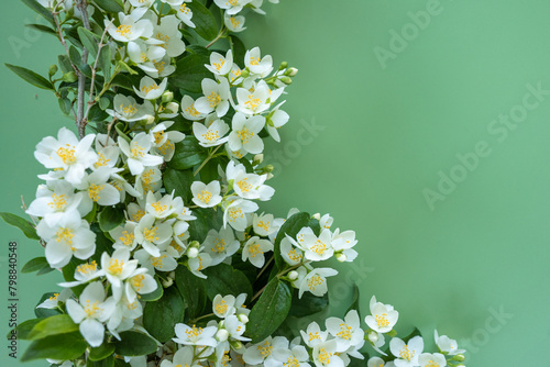 blooming jasmine in the garden in spring