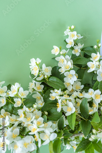 blooming jasmine in the garden in spring