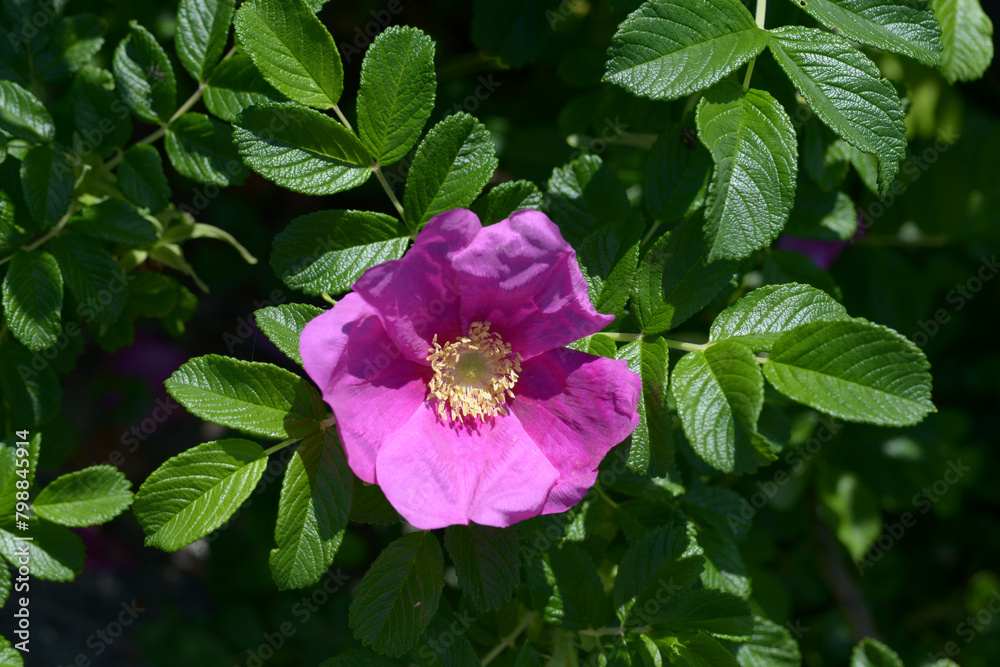 Fototapeta premium ハマナス