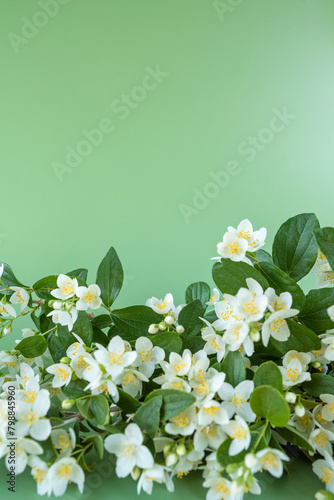 blooming jasmine in the garden in spring