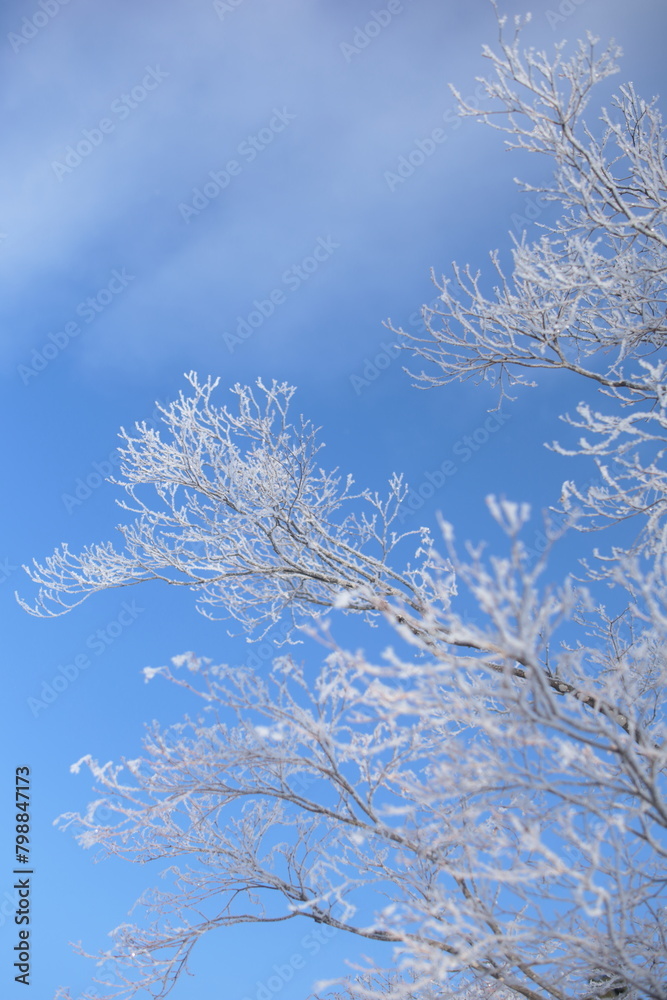 厳冬の朝、霧氷で覆われ白く輝く枝