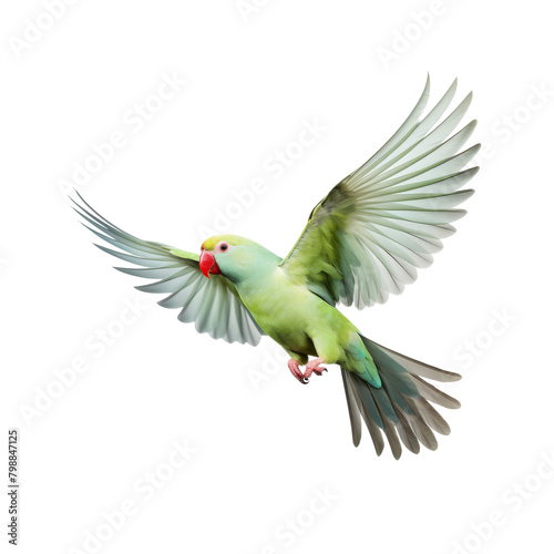 Yellow Indian Ringneck Parakeet Flying Solo isolated © Tony A
