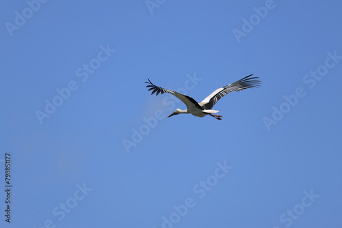 Male Oriental Stork flying in search of presents for his wife