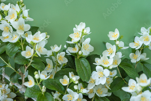 blooming jasmine in the garden in spring