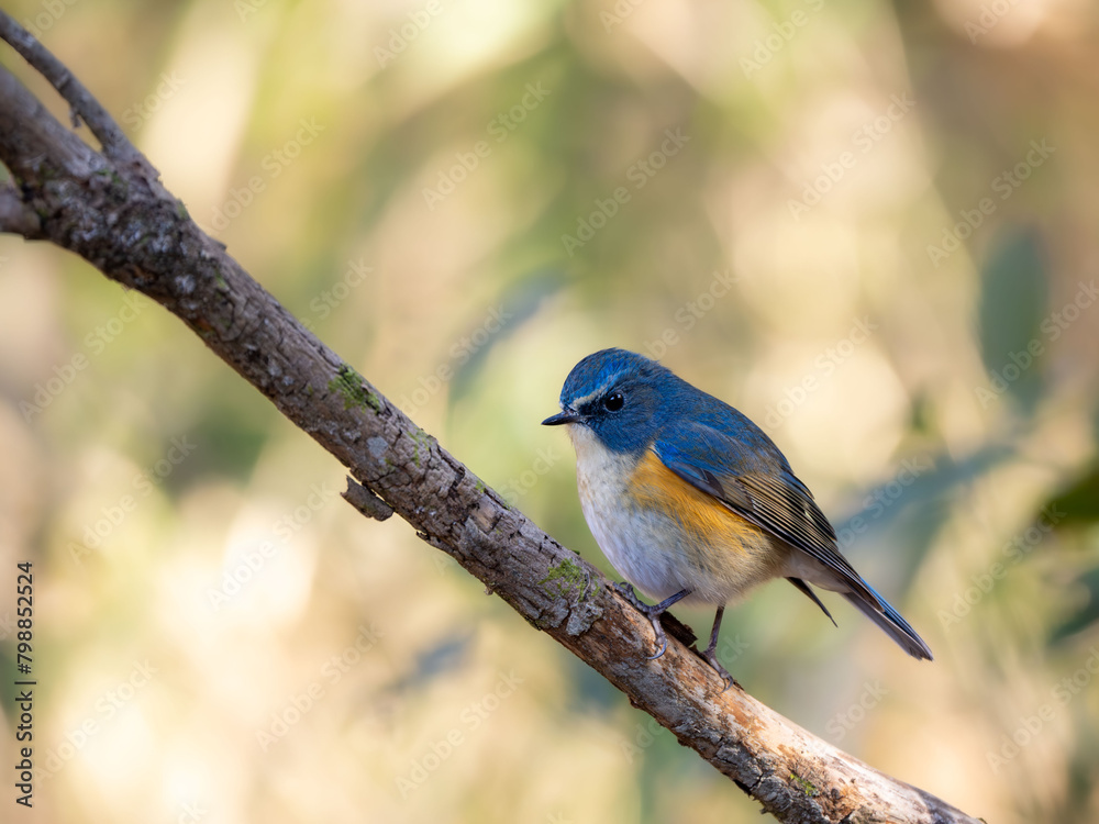 Fototapeta premium 森の中で枯れ木に留まってエサを探しているルリビタキ