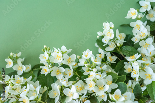 blooming jasmine in the garden in spring