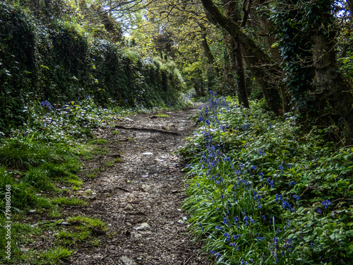 Hidden path in a Cornish Woodland.