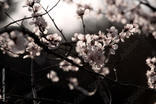 In the fields, wild peach blossoms on a black background