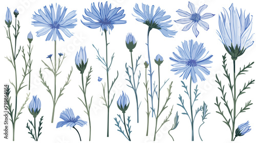 Chicory medical botanical illustration. Plant flowe