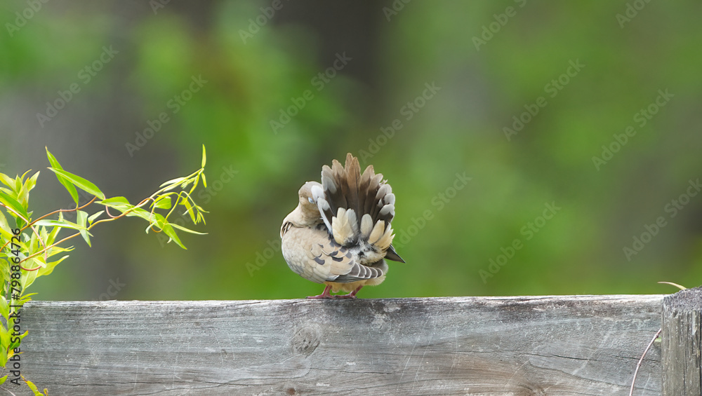 mourning dove - Zenaida macroura -  perched and preening its tail feathers on wooden fence board, green blurred trees background, view from behind