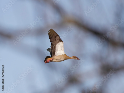 Egyptian goose flying behind tree branches