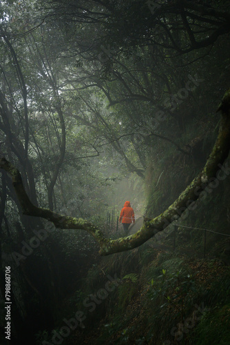 a person in an orange jacket walking in Fanal forest, Madeira.