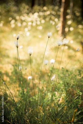 Close up photo of cotton grass
