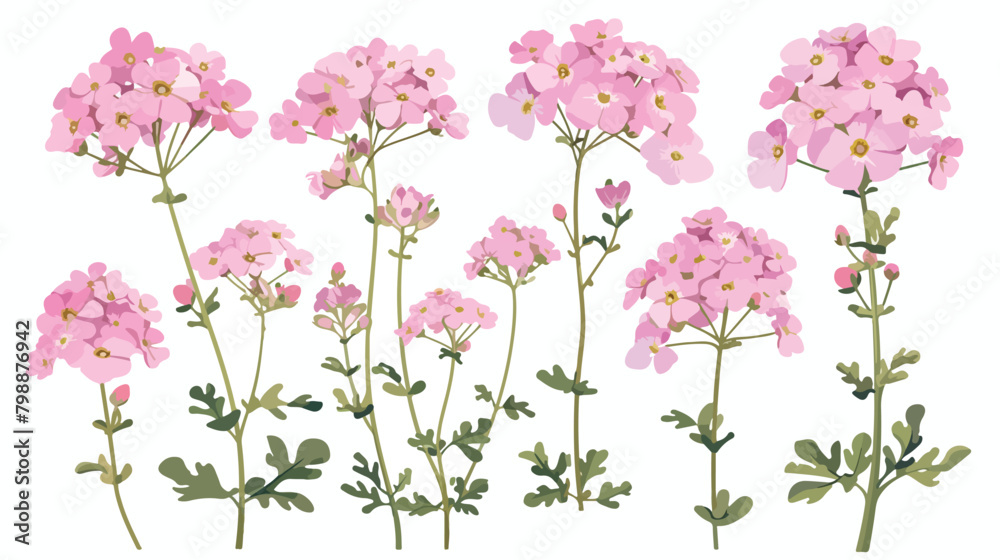 Common verbena flowers isolated on white background