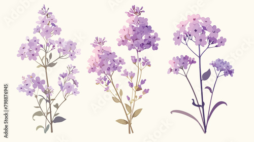 Common verbena flowers isolated on white background