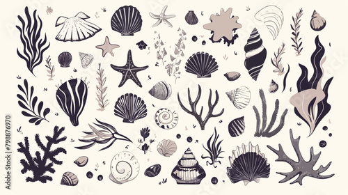 Hand drawn seashells collection. Set of seaweed cor photo